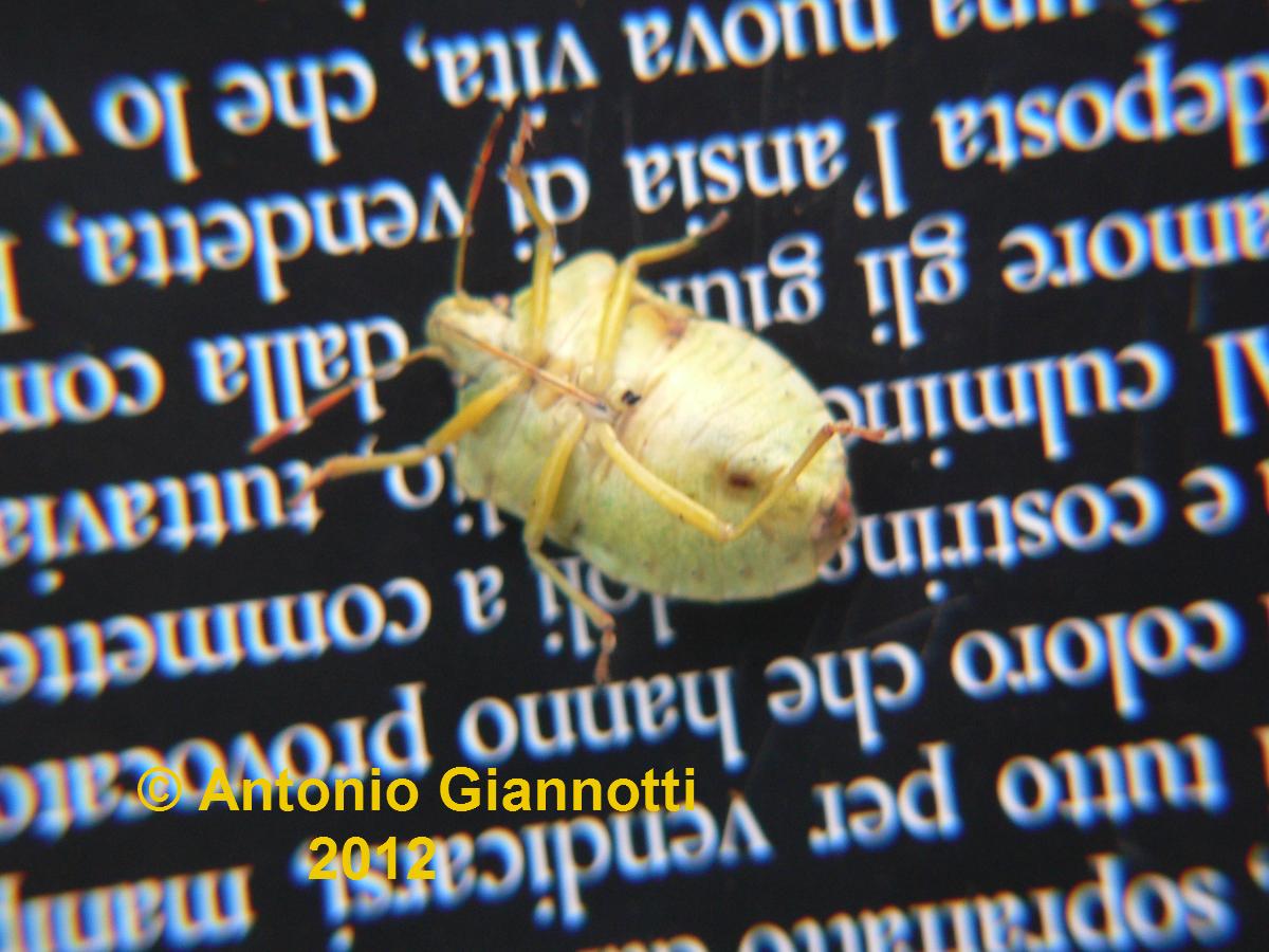 Pentatomidae: Palomena prasina della Lombardia (CO)